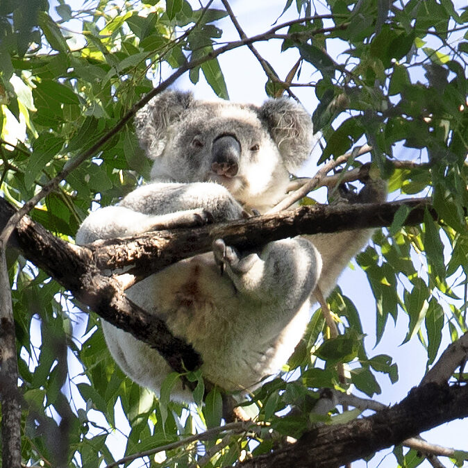 Koala on Coffs Creek walk