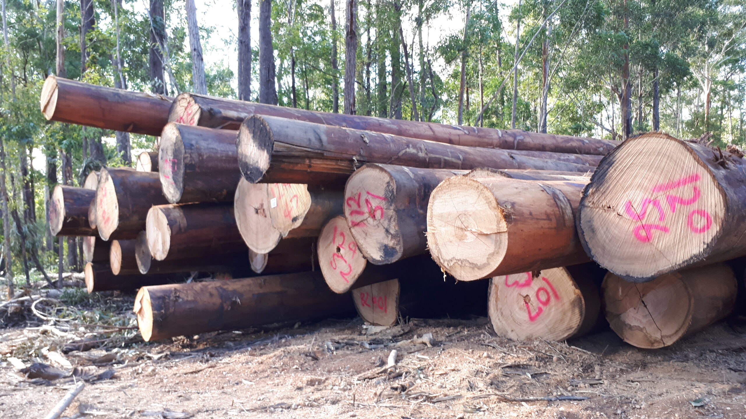 Logs felled in Nambucca State Forest